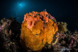 Sponge-Ball by Marco Gargiulo 